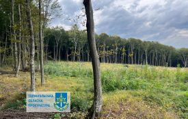 56,9 млн збитків через знищені дерева: посадовців Бережанського лісгоспу підозрюють у службовій недбалості