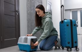 Подорож за кордон із домашнім улюбленцем: що потрібно знати