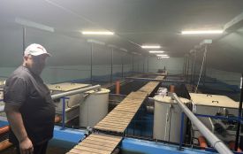 На Шумщині почали вирощувати форель