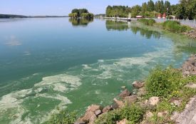 Вода вздовж берега зелена: у Тернополі зацвів Став