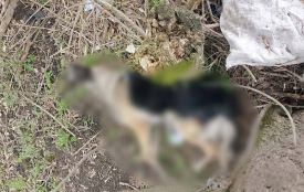 Як покарав суд чоловіка, який забив на смерть собаку сестри?