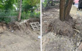 У Тернополі під час земляних робіт пошкодили дерева і газон: екоінспекція наклала штрафи