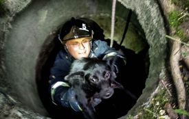 У Кременці рятувальники визволили собаку, який впав у колодязь