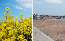 Ріпак на кладовищі? Поліція проводить розслідування