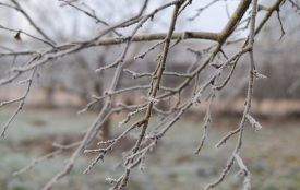 Погода на Тернопільщині 15-17 грудня: без опадів і мороз вночі