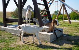 Від 12 кіз до успішної справи: історія екоферми «Веселі козенята» у селі Хомівка