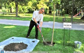 Алею сакур висадили у Чорткові: хто подарував місту дерева