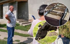 Адигейські сири з Тернопільщини: як господарі з Шумщини об'єднались щоб переробляти молочну продукцію
