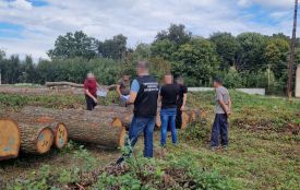 Збитків на понад 3,4 млн грн: судитимуть групу «чорних лісорубів»