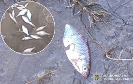 Мертва риба на березі Стрипи: хто відповідатиме та чи є екологічна катастрофа