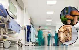 Гриби і ботулізм: як тернополянам уберегтися від смертельної небезпеки