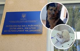 Безкоштовна вакцинація триває: у Тернопільському районі вже щепили від сказу понад 28 тис. тварин