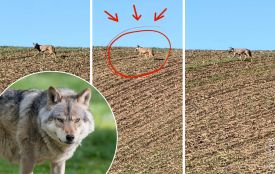 Вовка помітили в полі на Зборівщині: де ще в області бачили хижаків біля людських будинків