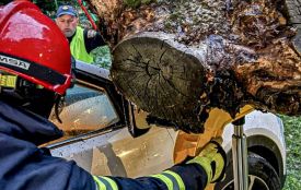 На Руській впало дерево на припаркований автомобіль