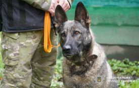 Кінологи поліції організували для школярів показові виступи службових собак