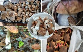 Підосичники, білі гриби, опеньки: грибники з Тернопільщини діляться світлинами з «тихого полювання»