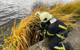 Собака кликав на допомогу: рятувальники звільнили чотирилапого, який тонув у ставі