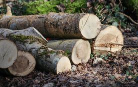 Бучацька міська рада відповідатиме за незаконну порубку дерев в лісовому урочищі