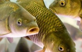 Стартувала заборона на вилов риби у зимувальних ямах