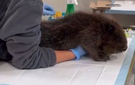 У Тернополі врятували пораненого бобра