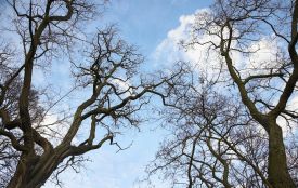 Аварійні дерева видалять у парку Шевченка