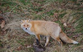 На Тернопільщині видали понад 100 дозволів на контрольний відстріл хижих тварин: деталі процедури