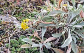 У заповіднику на Тернопільщині в листопаді розцвіли рідкісні квіти