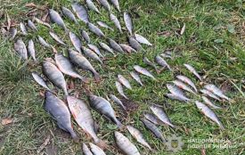 Риби зі Стрипи на 181 тисячу наловив чоловік у Козівській громадіі