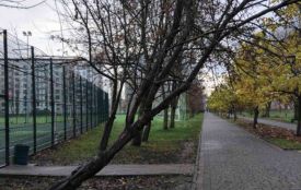 У парку Сопільче видалять аварійні дерева