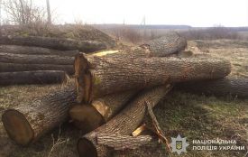 Незаконно вирубали понад 600 дерев у Кременецькому районі — збитків на майже 4 млн гривень