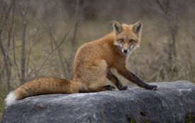 Плановий відстріл хижих тварин проводять у Монастириській громаді