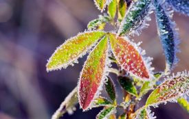 На Тернопільщину йде похолодання: коли чекати морозу