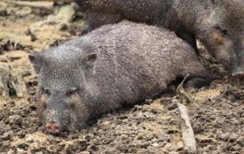 Африканську чуму свиней виявили на Збаражчині: як запобігають поширенню збудника