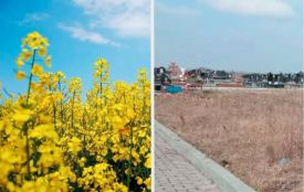 Оголосили вирок чоловіку, який засіяв ріпаком частину ділянки під кладовище