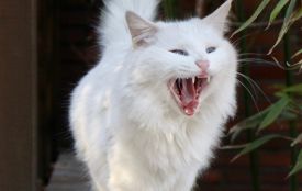 У Бучацькій громаді ввели карантин через випадок сказу в домашньої тварини