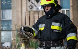 Серед уламків 9-поверхівки рятувальники знайшли живого папугу