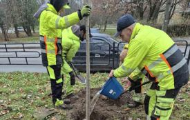 На Кривоноса висадили клени