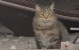 Прийшла додому, а там — згарище: на 15 Квітня тварина чекає свою родину