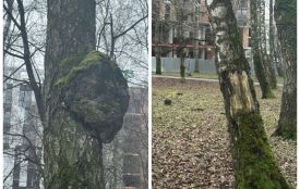 У парку «Здоров’я» видалять аварійні дерева