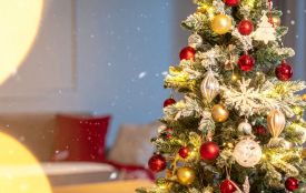 На покупці ялинки тернополянка втратила понад 11 тисяч гривень