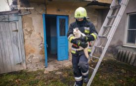 У Заліщиках викликали рятувальників, щоб зняти котика з даху
