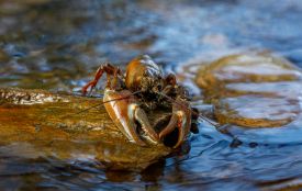 Стартує заборона на вилов раків
