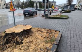 На Грушевського видалили дерева та висадили молоді катальпи