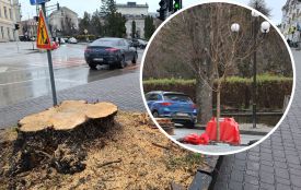 На Грушевського видалили дерева та висадили молоді катальпи