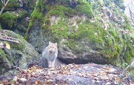 Муркоче, гарчить і зникає в хащах: на Тернопільщині зафіксували рідкісного лісового кота (ВІДЕО)