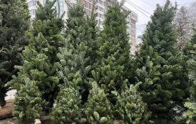 У Тернополі з 4 грудня розпочинають продаж живих ялинок: список адрес