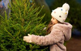 У Тернополі починають продавати новорічні ялинки