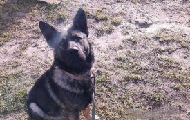 У Почаєві пес пошкодив дитині обличчя і зламав щелепу. Як суд покарав власника?