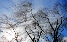 Синоптики попередили про сильний вітер на Тернопільщині