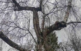 У парку Здоров’я видалять аварійну березу